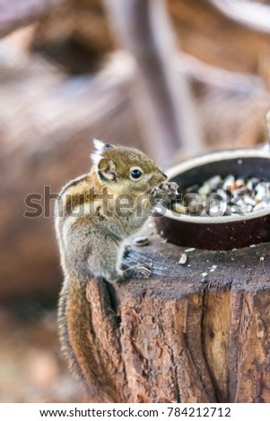 Tamiops swinhoei squirrel eating nut on the wood desk, lovely nice small animal