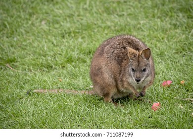 Tammar Wallaby Images Stock Photos Vectors Shutterstock,Steaming Green Beans