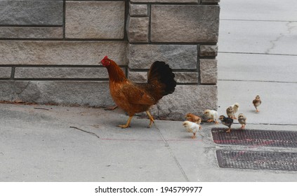 Tamp. March 21 2021: A wild Ybor City hen with her brood.