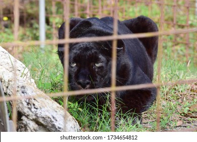 Tampa, FL - February 16, 2020: A Black Panther At The Big Cat Rescue, Run By Carole Baskin And Made Famous In Netflix's Tiger King. 