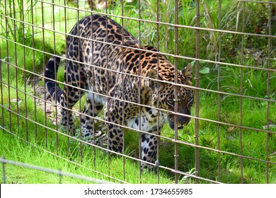 Tampa, FL - February 16, 2020: A Leopard At The Big Cat Rescue, Run By Carole Baskin And Made Famous In Netflix's Tiger King. 