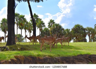 Tampa, Florida. October 06, 2018. Nyalas On Beautiful  Natural Scenery At Bush Gardens Tampa Bay Theme Park