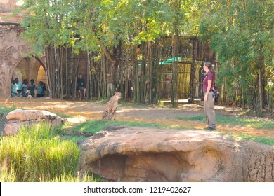 Tampa, Florida. October 25, 2018 Young Woman Training Cheetah Before The Eyes Of A Group Of People And Employees  At Bush Gardens Tampa Bay Theme Park.