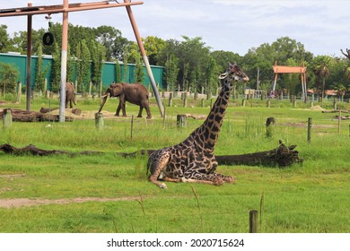 Tampa, Florida US-August 5 2021: ZooTampa At Lowry Park