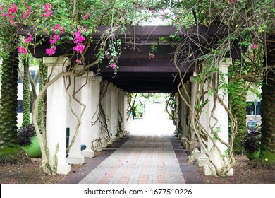 Tampa, Florida/USA - July 10, 2019 :  A Lovely Corridor With Vines And Bright Pink Flowers On The University Of South Florida Campus.