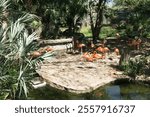 Tampa, Forida, In the Zoo Tampa at Lowry Park. A group of flamingos.