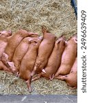 Tamworth Piglets snuggling at the farm 