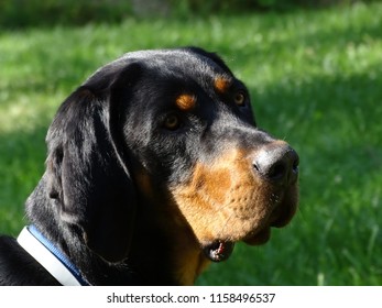 Tan And Black Coon Hound