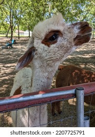 A Tan And Brown Alpaca With A Smug Look