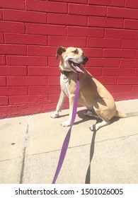 Tan Brown Dog Smiling In Front Of Red Brick Wall Purple Leash