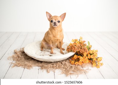 Tan Chihuahua On An Indoor Photo Set, Adorable Senior Dog With Cute Personality