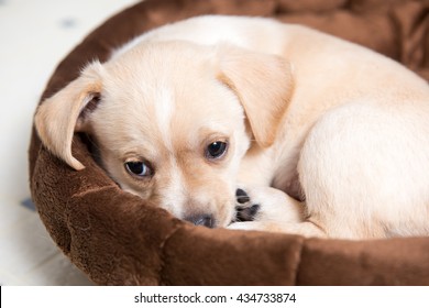 Tan Colored Terrier Puppy Sleeping in Dog Bed - Shutterstock ID 434733874