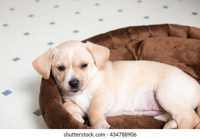 Tan Colored Terrier Puppy Sleeping in Dog Bed - Shutterstock ID 434788906