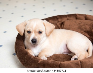 Tan Colored Terrier Puppy Sleeping in Dog Bed - Shutterstock ID 434869711