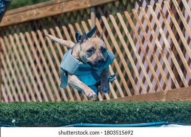 Tan Dog Jumping Off  A Dock At A Dock Diving Event Into A Pool Wearing A Shark Fin Vest