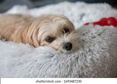 A tan dog sleeping in a white furry bed with a red bone
