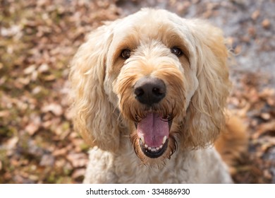 Tan Labradoodle Dog Pet Sitting Outside Watching Waiting Alert Looking Happy Excited While Panting Smiling And Staring At Camera