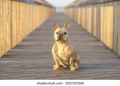 Tan Male Frenchie Sitting On A Boardwalk In Northern California.