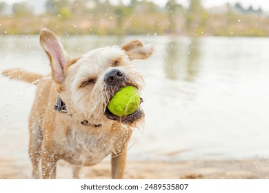 Tan mixed breed dog playing in park near water with tennis ball in mouth - Powered by Shutterstock