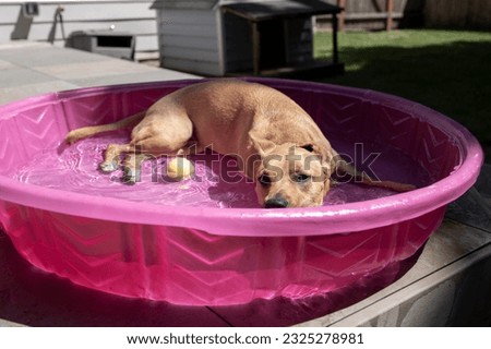 A tan rescue dog lounging in a kiddie pool on a hot day