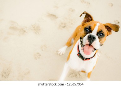 Tan and white Boxer smiling on beach