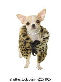 Tan And White Chihuahua Puppy Dog Wearing A Brown, Orange And Black Fur Coat And A Strand Of Pearls Around Ts Neck, Isolated On A White Background.