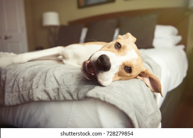 Tan And White Colored Dog Relaxing On Bed In Hotel Room