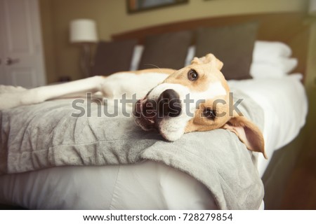Tan and White Colored Dog Relaxing on Bed in Hotel Room