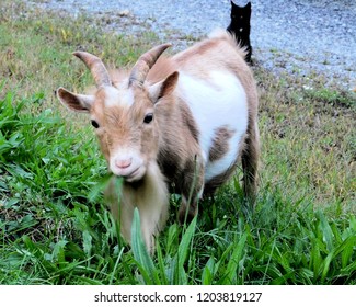           Tan And White Goat Eating Grass And Photo Bombing Black Cat In The Background