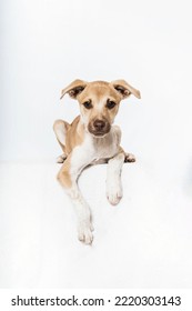 Tan And White Shepherd Mixed Breed Mutt Puppy Dog Isolated In Studio On White Background Sitting Looking At Camera