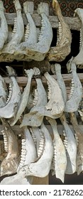 Tana Toraja, Indonesia - May 2022 : A Collection Of Buffalo Jaws Sacrificed In Traditional Death Ceremony
 Called Rambu Solo 