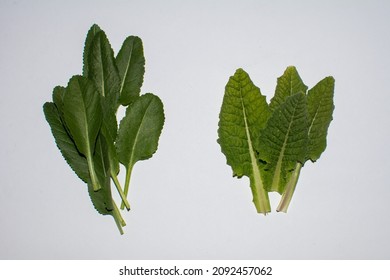 Tanacetum Balsamita Medicinal Herb Plant. Known as Costmary, Alecost, Balsam Herb, Bible Leaf, or Mint Geranium. Isolated on White Background.