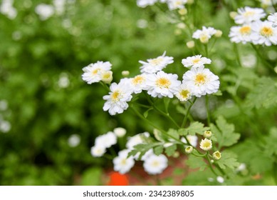 小白菊 Tanacetum parthenium in rural area