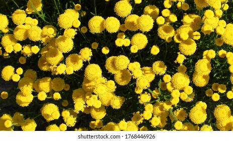 Bol Chrysant Stock Photos Images Photography Shutterstock