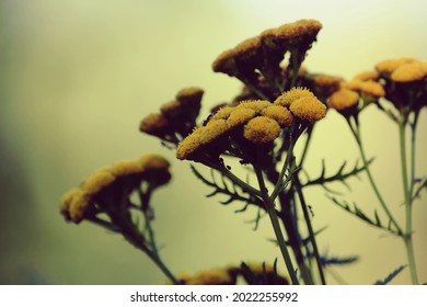 Tanacetum vulgare, common tansy, golden buttons, tansy. 
Golden yellow tansy flowers close-up outdoors in the sunlight of the setting sun. Yellow natural floral background.