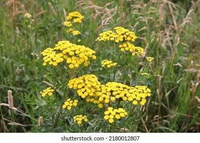 Tanacetum vulgare, common tansy, golden buttons, tansy. Golden yellow tansy flowers close-up outdoors in the sunlight of the setting sun. Yellow natural floral background