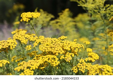 Tanacetum vulgare, common tansy, golden buttons, tansy. Golden yellow tansy flowers close-up outdoors in the sunlight of the setting sun. Yellow natural floral background