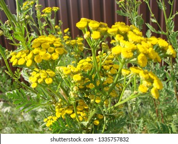 Tanacetum vulgare in the green summer meadow. Wildflowers tansy yellow background. Yellow flowers close up. Tanacetum vulgare common tansy is a medical herb.