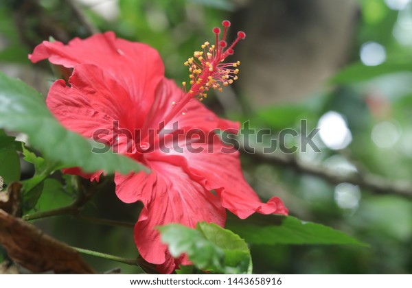Tanaman Bunga Sepatu Amazing Hibiscus Nature Stock Image 1443658916