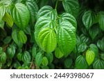 Tanaman Daun Sirih or Piper betle on rustic wooden wall. Usually use as Indonesian traditional medicine, aromatic and decorative plant.