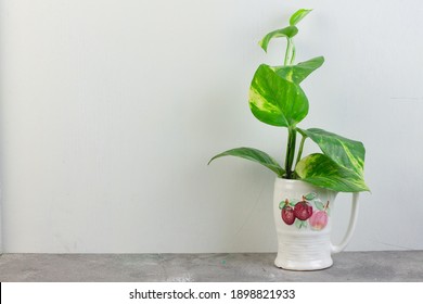 Tanaman Sirih Gading or Devil's ivy plant or epipremnum aurum grow in a bottle with water. Marble pattern with green, yellow gradation color. Isolated background. Copy Space for text.
