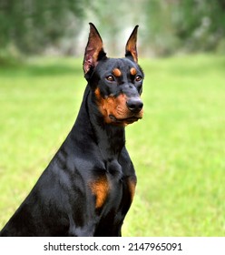 Tan-and-black Doberman dog with cropped ears on a green grass backgraund