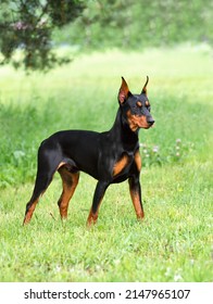 Tan-and-black Doberman dog with cropped ears on a green grass backgraund