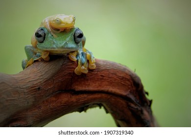 Grenouille Verte Images Stock Photos Vectors Shutterstock