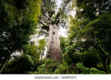 Tane Mahuta, big kauri tree, Waipoua forest, New Zealand 