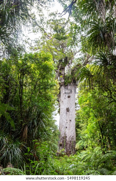 Tane Mahuta Called Lord Forest Giant Stock Photo Edit Now 1498119245