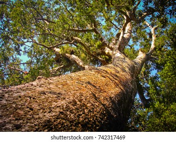 Tane Mahuta, The Highest Tree In New Zealand