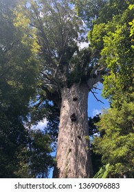 Tane Mahuta, Home Tree