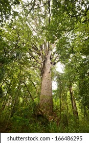 Tane Mahuta Kauri, New Zealand