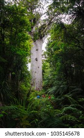 Tane Mahuta, The Largest Kauri Tree In New Zealand